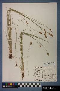 Carex occidentalis image